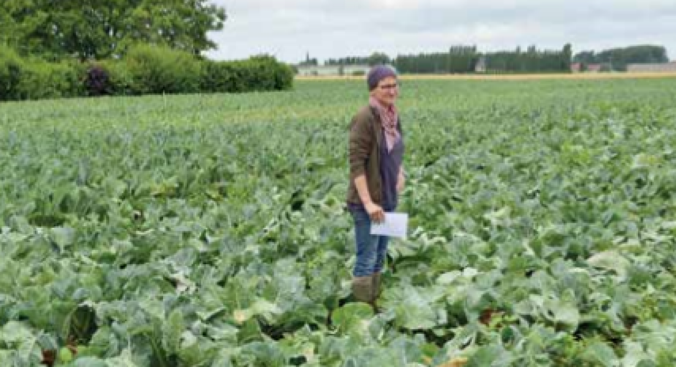 Anne Coupet, à Richebourg (Pas-de-Calais), produit des céréales et betteraves en grandes cultures et cultive des légumes destinés au marché du frais ainsi qu’à l’industrie. 