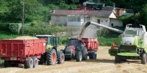 Les cours du blé ont atteint des niveaux qui n’ont pas été pratiqués depuis cinq ans, à plus de 230 € la tonne.