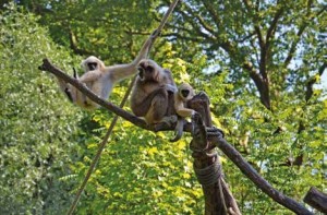 Toujours dans les bras de sa mère, le petit gibbon fascine de nombreux visiteurs. 