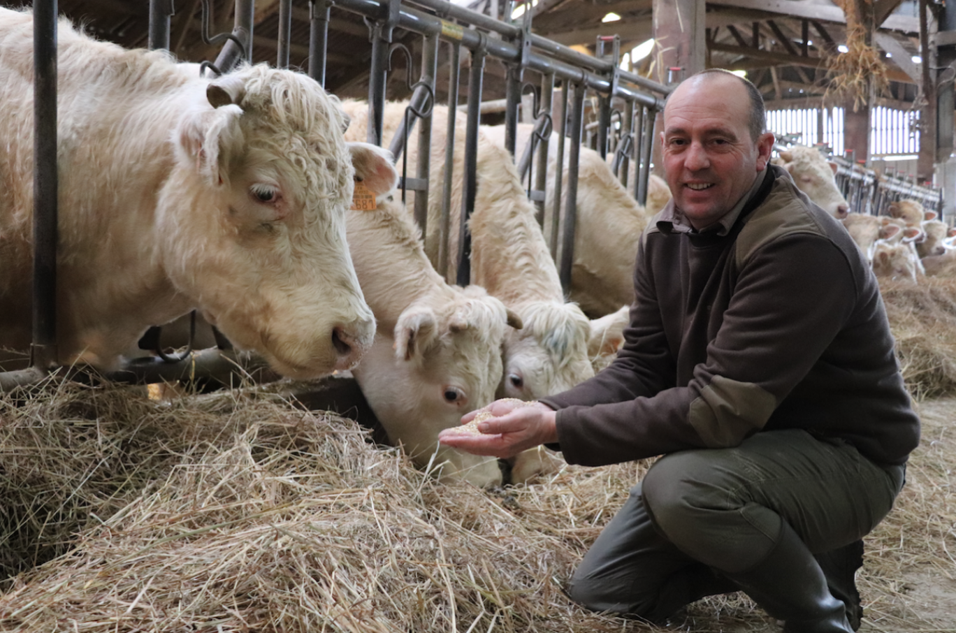 Cyril Perillier aux petits soins avec ses charolaises. 