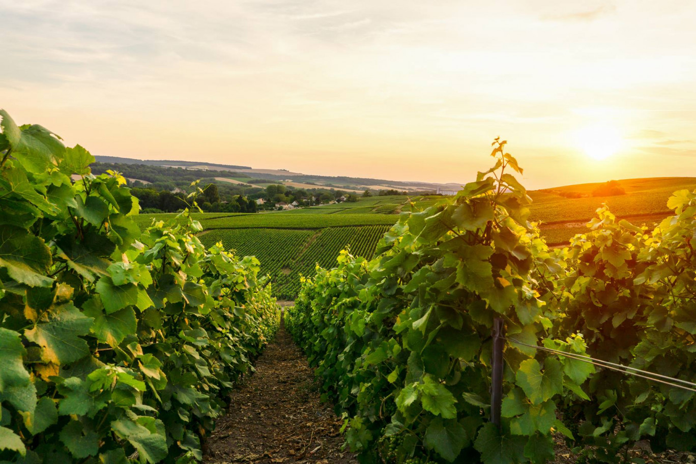 Les Hauts-de-France, deuxième région productrice de champagne. (c)AdobeStock