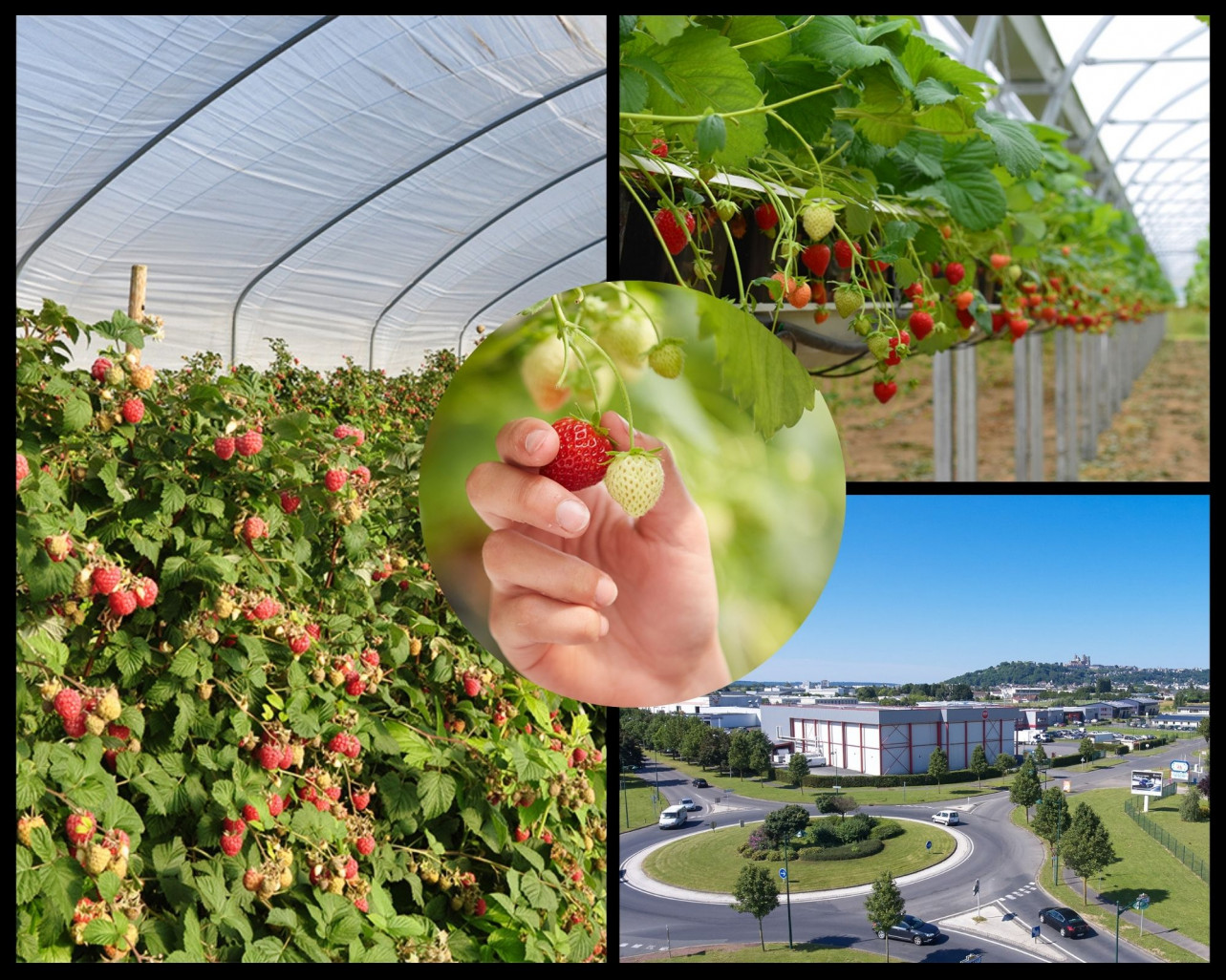 Fruits Rouges & Co veut accroître la production en local. (c)Fruits Rouges & Co/ montage PLG