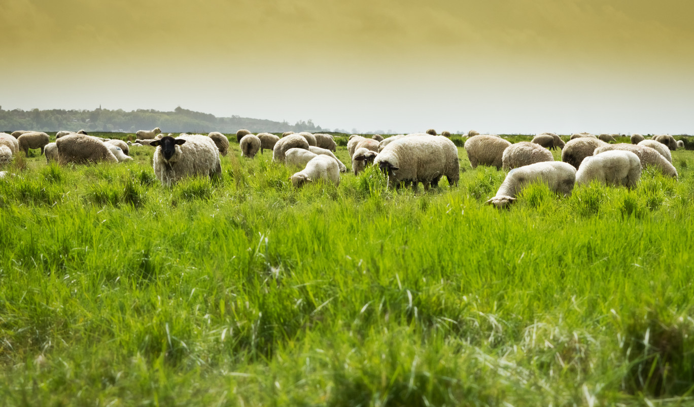 Forte évolution pour les agneaux pré-salés de la baie de Somme, labellisés AOP. (c)AdobeStock
