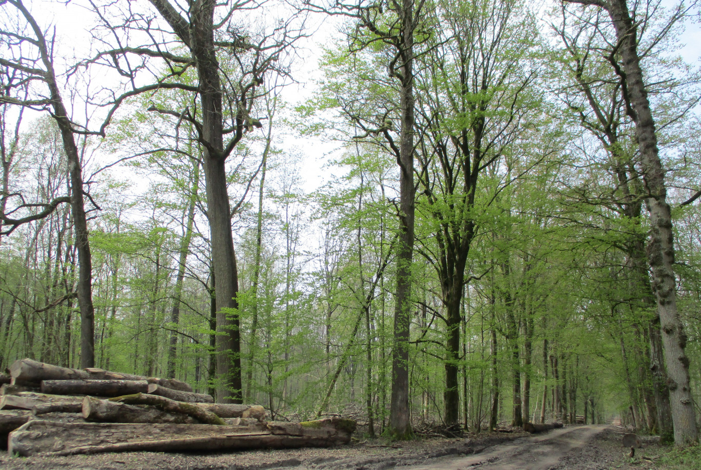 En Thiérache, les frênes du bois de Leschelle, propriété de la famille De Cafarelli, dépérissent, attaqués par la chalarose. 