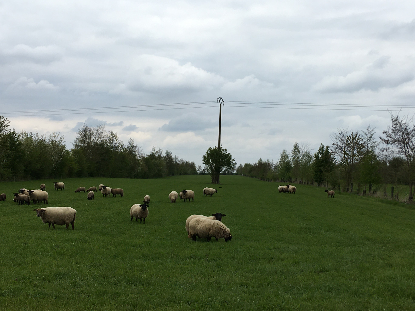 La ferme Plaine de vie mise sur l’agroforesterie.@Aletheia Press/ DLP