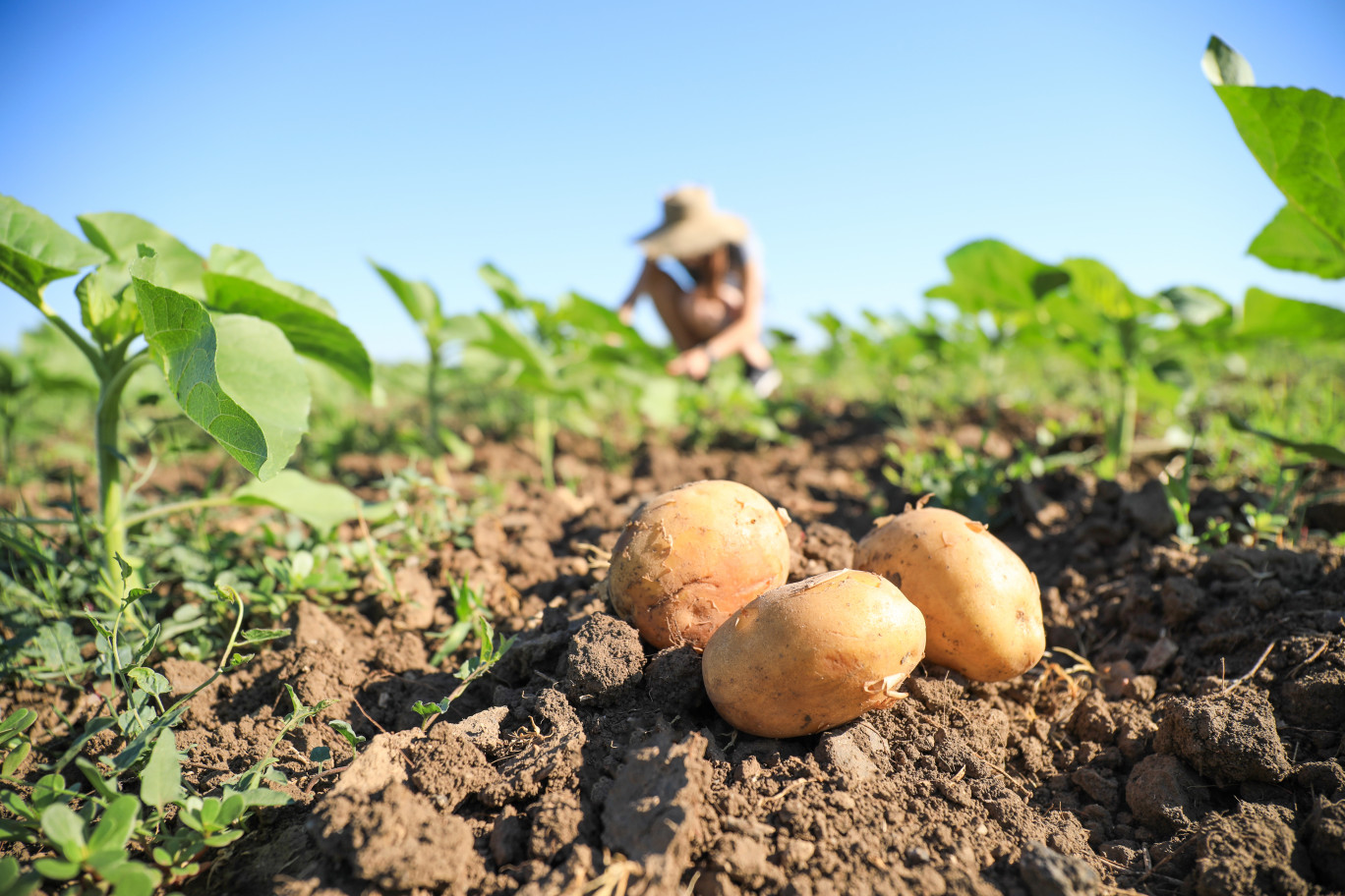 Avec son programme, Mc Cain milite pour une agriculture durable. (c)AdobeStock