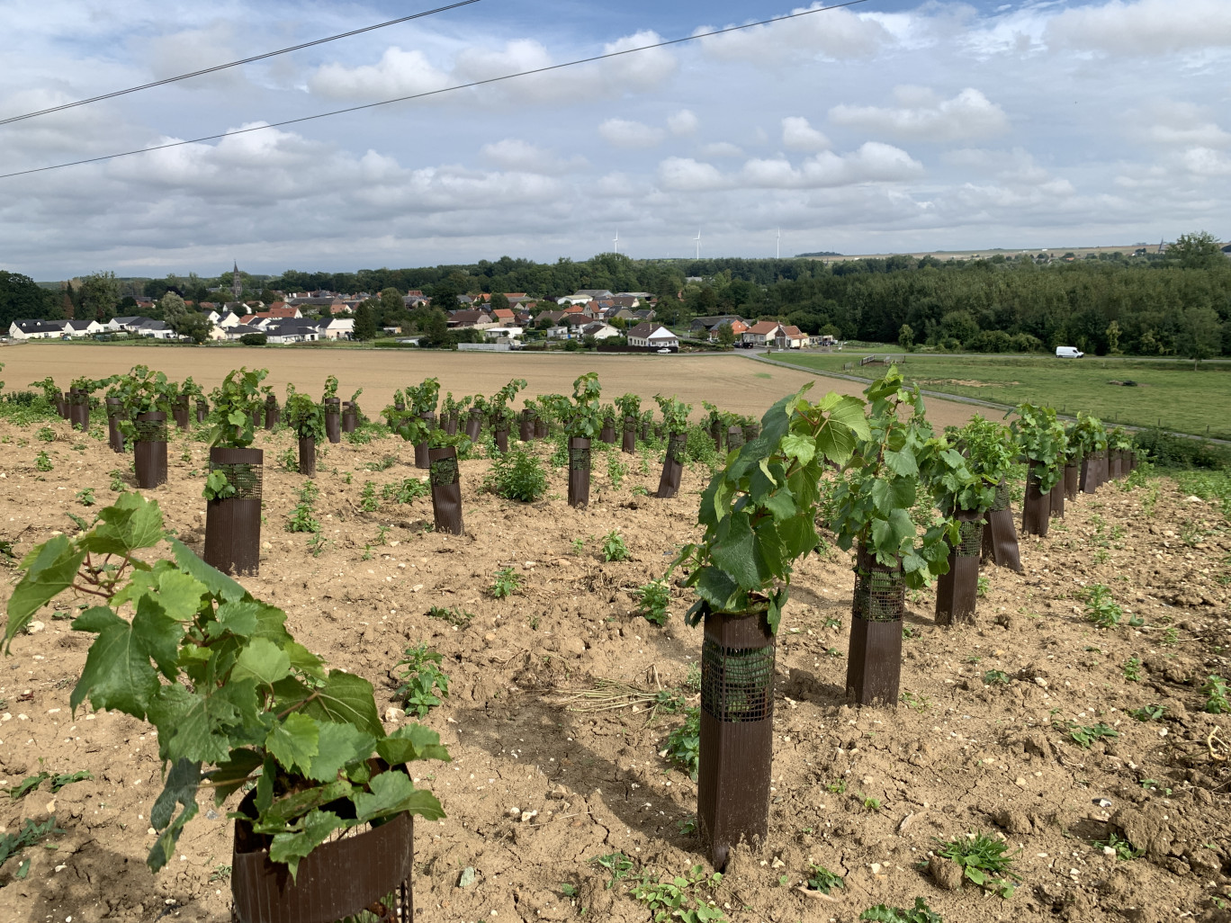 C'est 1,2 hectare qui a été planté au printemps, soit 7 200 pieds de vignes. (@Bruno Cardot)