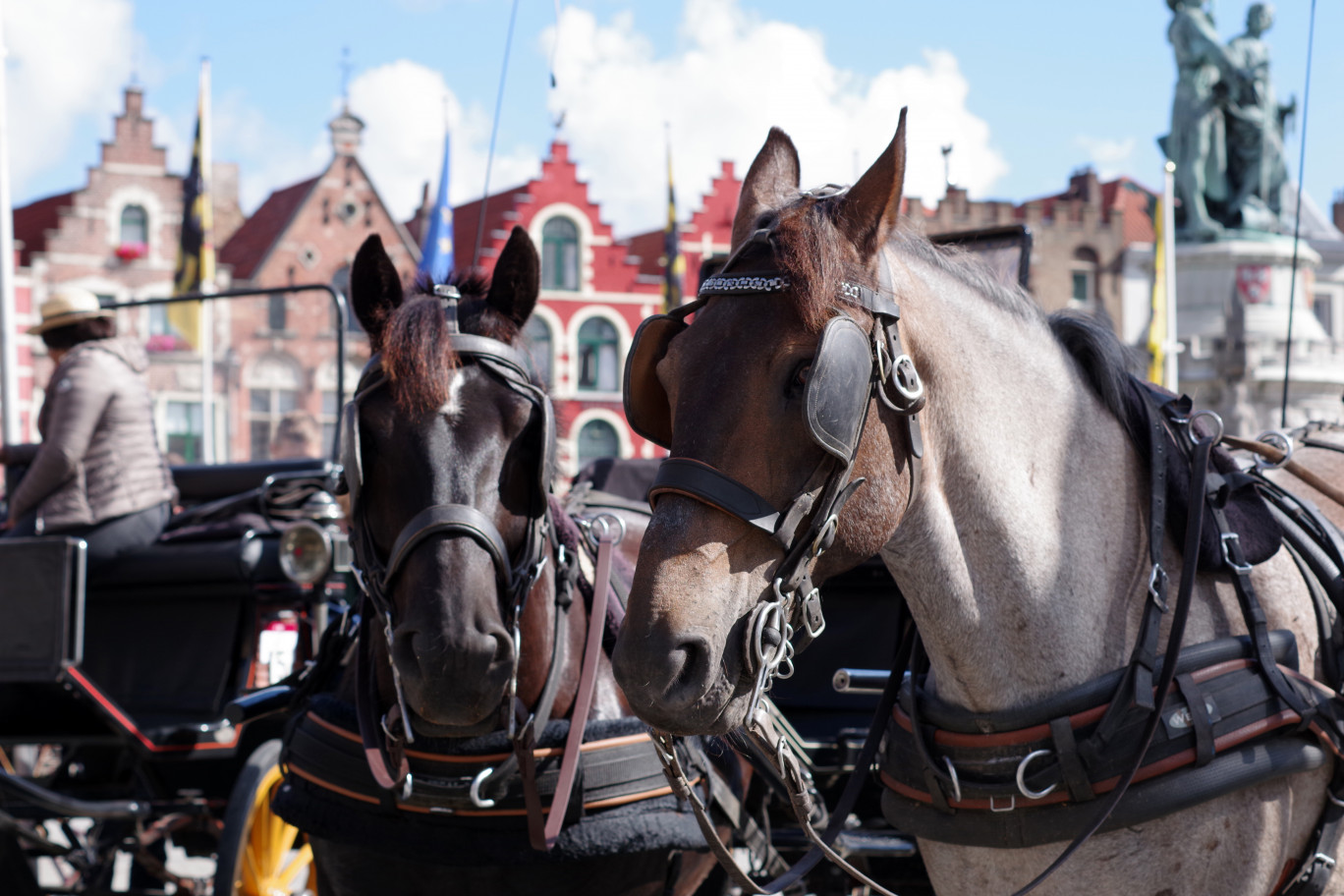 Le cheval de trait est également un outil d'attraction touristique. (c)AdobeStock