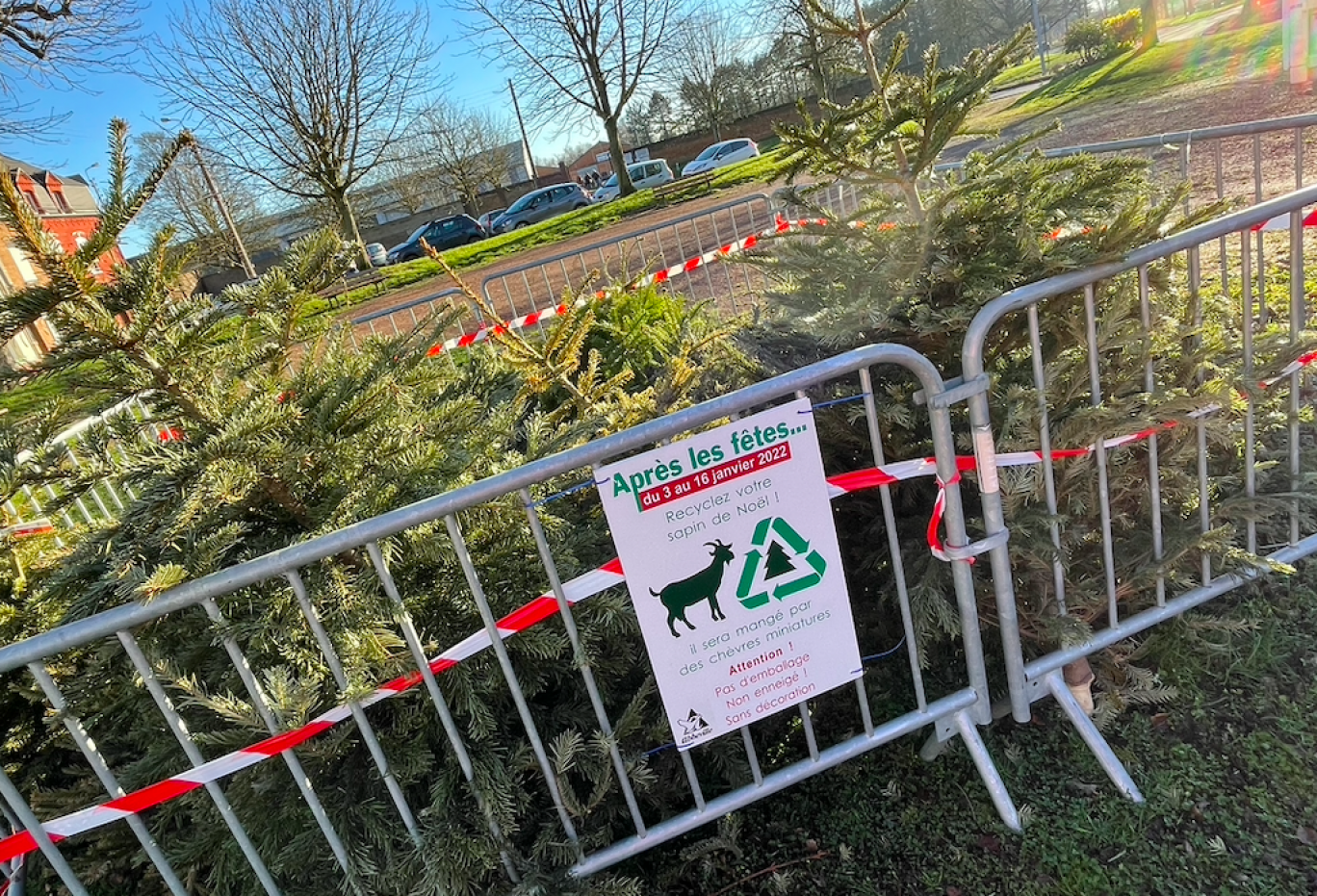 456 sapins de Noël ont été collectés par la municipalité.