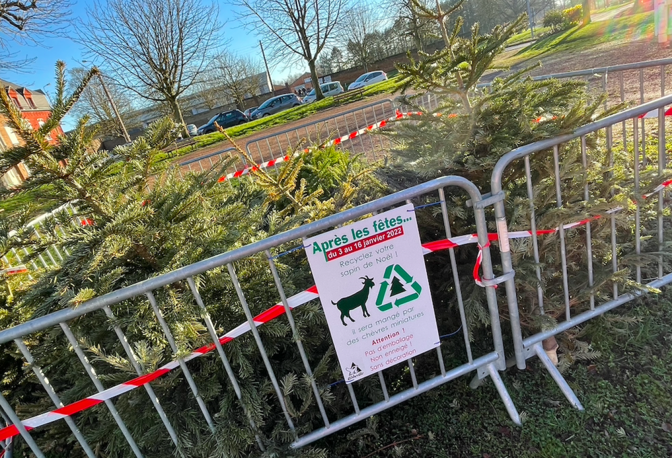 456 sapins de Noël ont été collectés par la municipalité. 