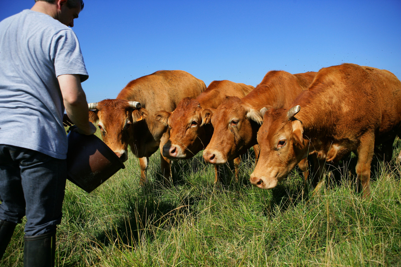 Les entrepreneurs du secteur agricole sont ceux ayant connu le plus de difficultés, en particulier les éleveurs, confrontés notamment à la hausse des prix de la nourriture pour le bétail. (c)AdobeStock