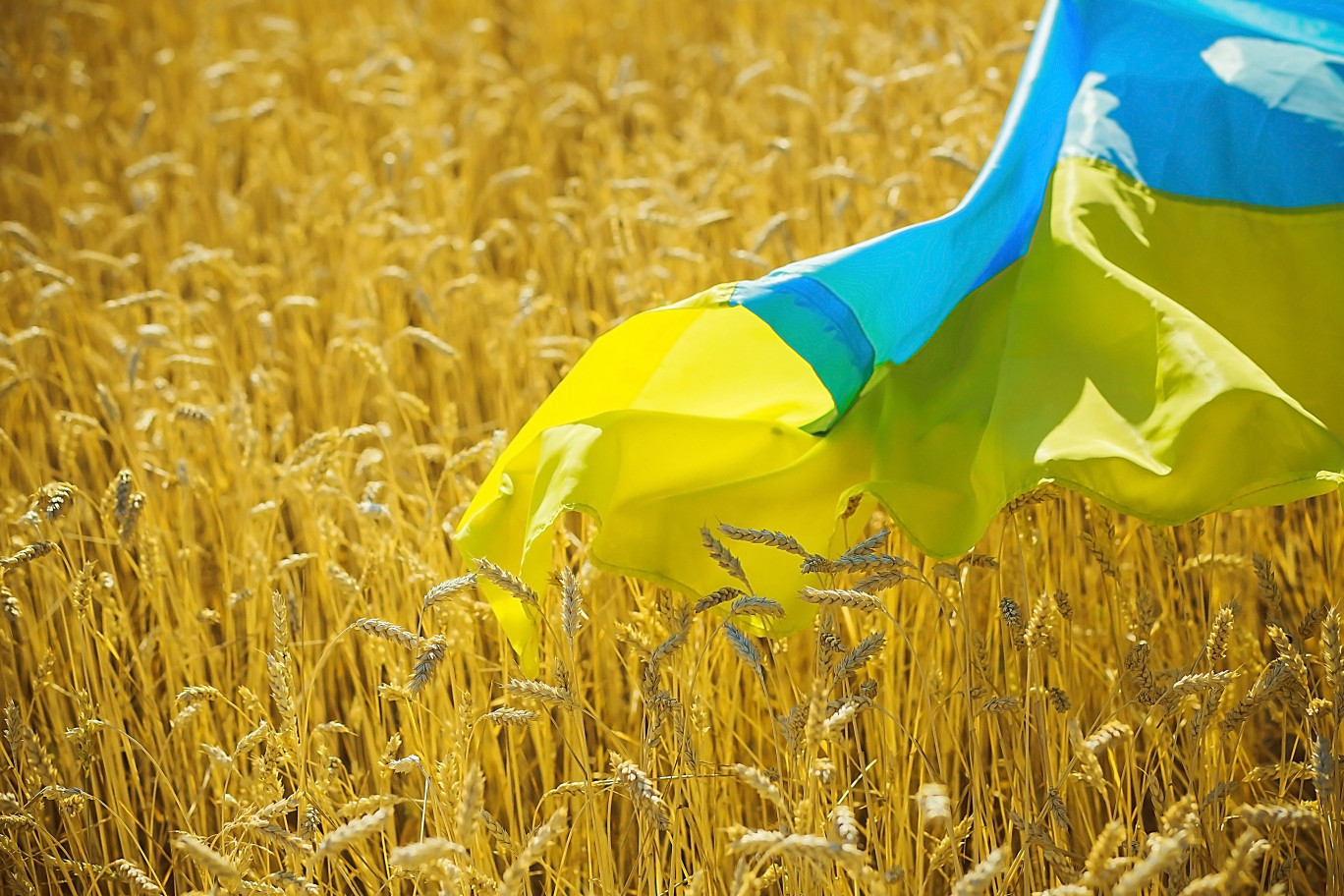Quatrième exportateur de blé, l'Ukraine occupe un rôle de premier plan dans la production alimentaire mondiale. (c)AdobeStock