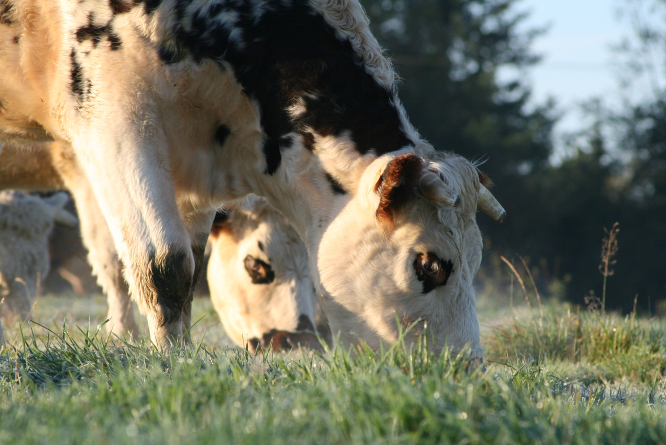Quatre-vingts vaches normandes produisent le lait transformé en manicamp, à la ferme de la Paturelle. (©Aletheia Press/ B. Delabre