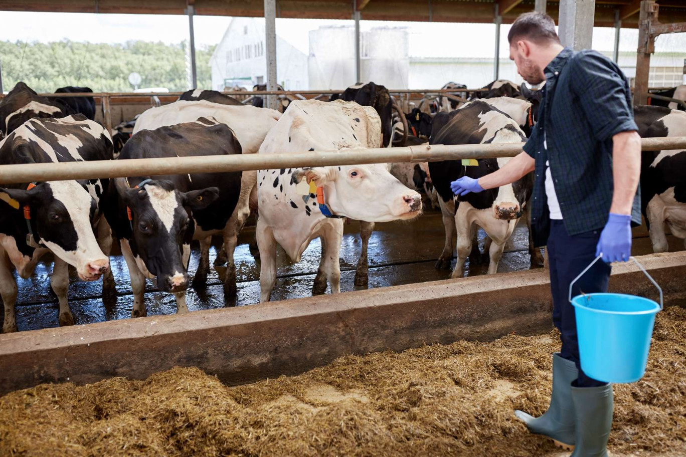 La baisse du nombre d'éleveurs en Hauts-de-France s’explique notamment par la faiblesse des marges réalisées sur les productions animales. (c)AdobeStock