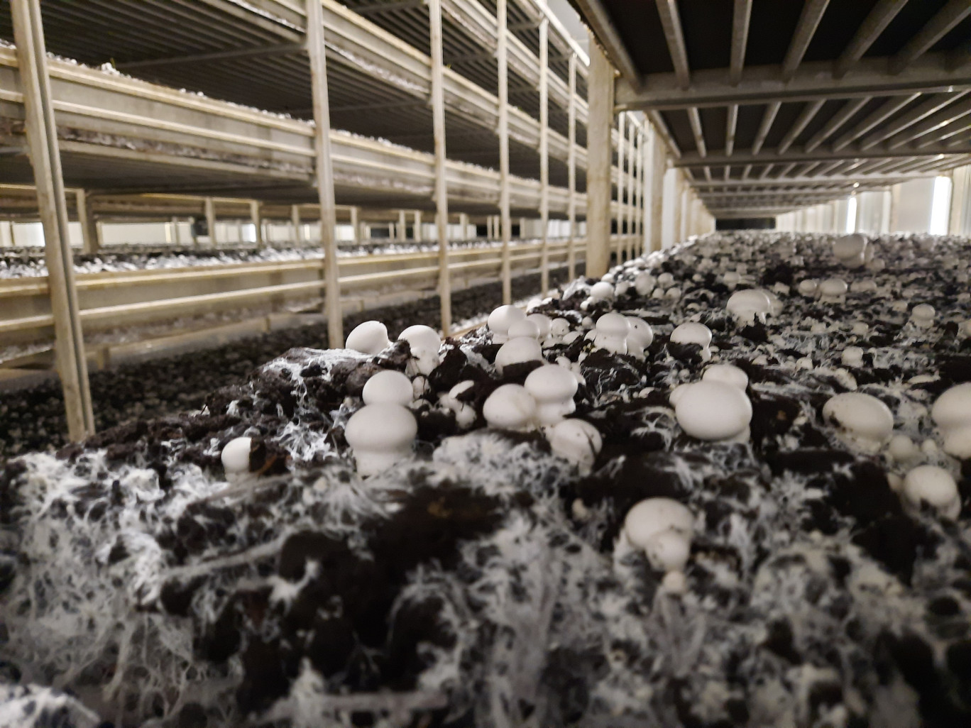 Chaque année, plus de 1 000 tonnes de champignons sont produits, dont 95% sont des champignons de Paris bio, blancs ou bruns. ©Aletheia Press/ L.Péron