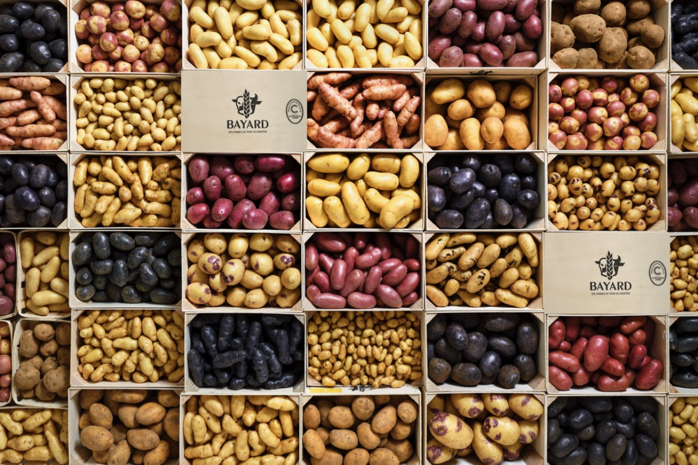 La Maison Bayard propose une collection d’une quarantaine de variétés et récolte en moyenne 12 000 tonnes de pommes de terre par an. ©Maison Bayard