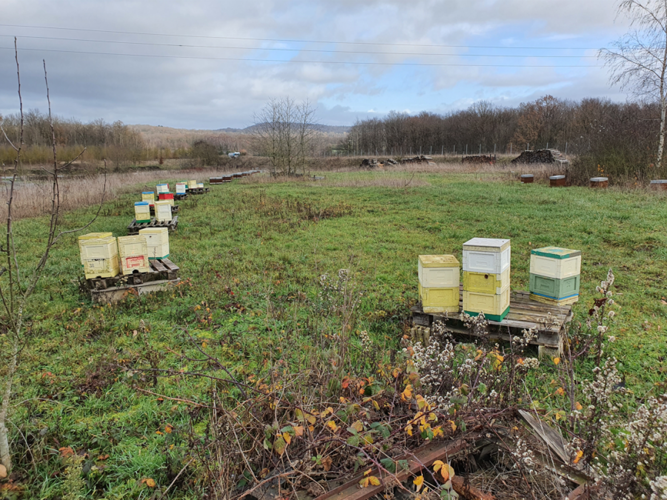 Caché entre deux forêts, Les Ateliers de l’abeille propose du miel produit en transhumance. ©Les Ateliers de l’abeille