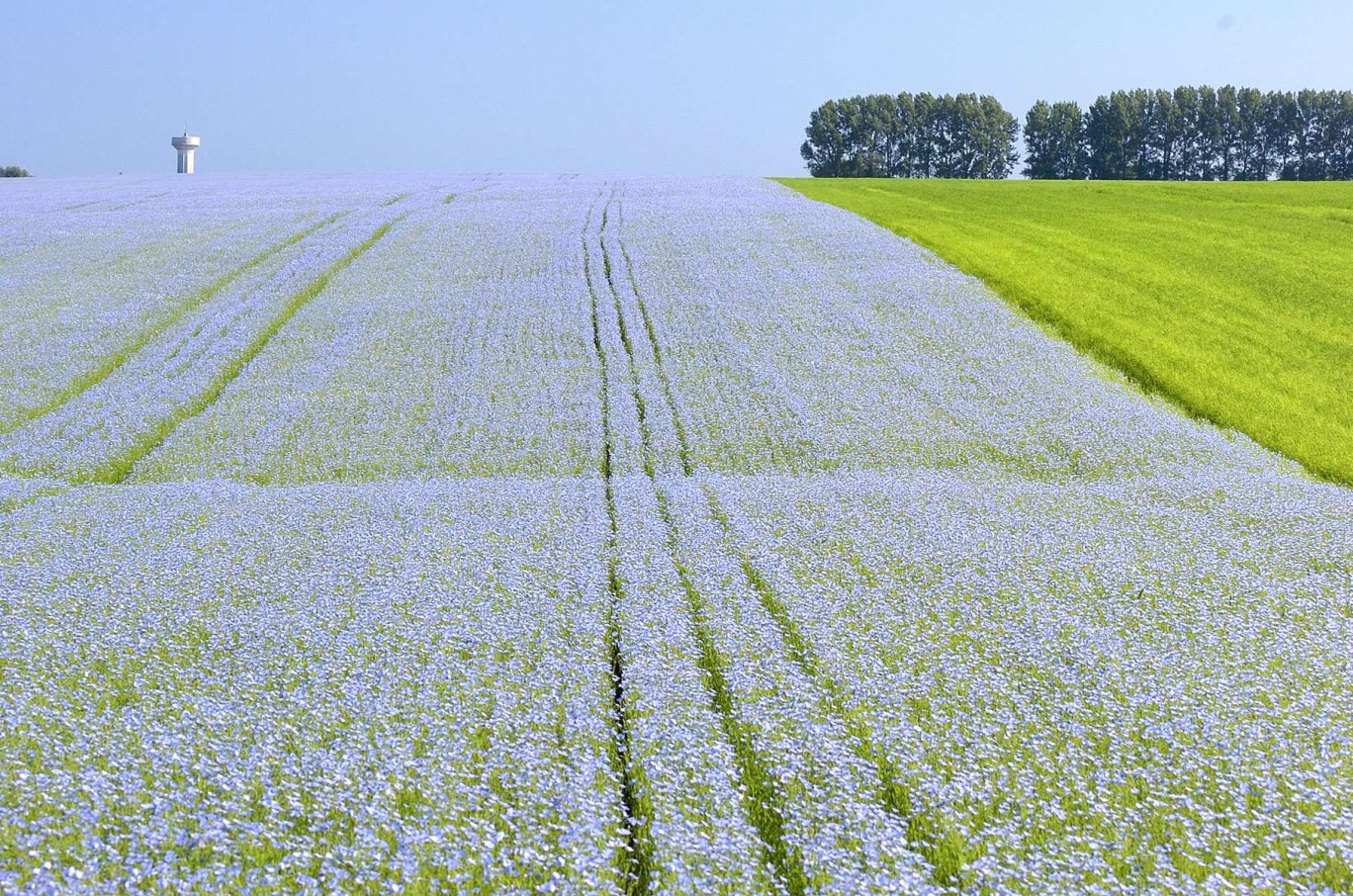 Les Régions Grand-Est, Hauts-de-France et Normandie veulent faire de de la bioéconomie un levier de croissance durable pour leurs territoires. (c)AdobeStock