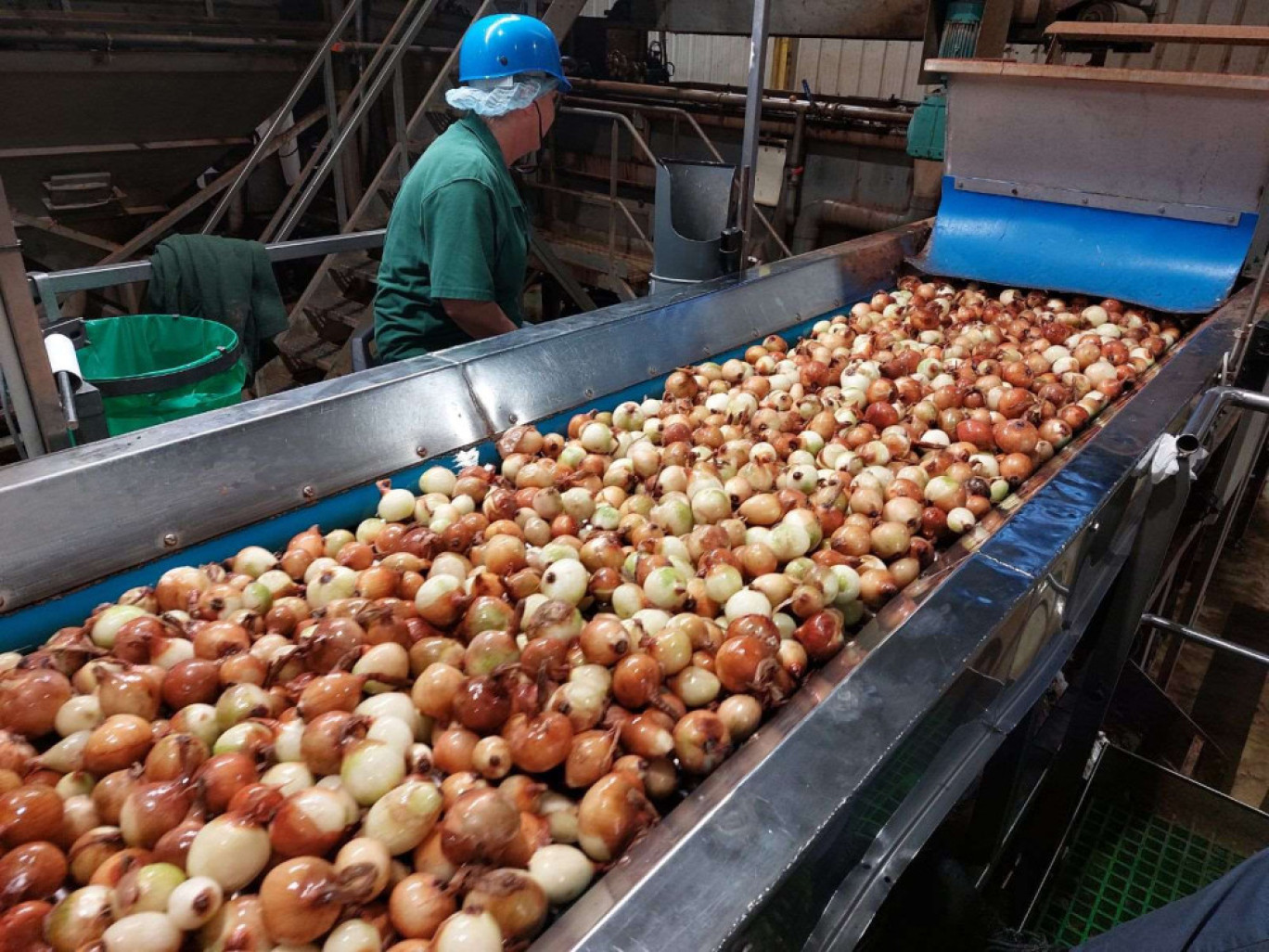 La Sodeleg produit 80 000 tonnes d'oignons déshydratés à l'année.