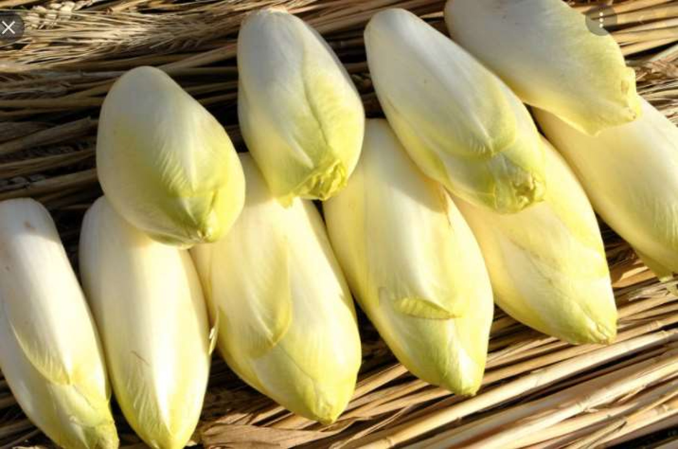 L’endive est le premier légume frais produit en Hauts-de-France. (c)Apef