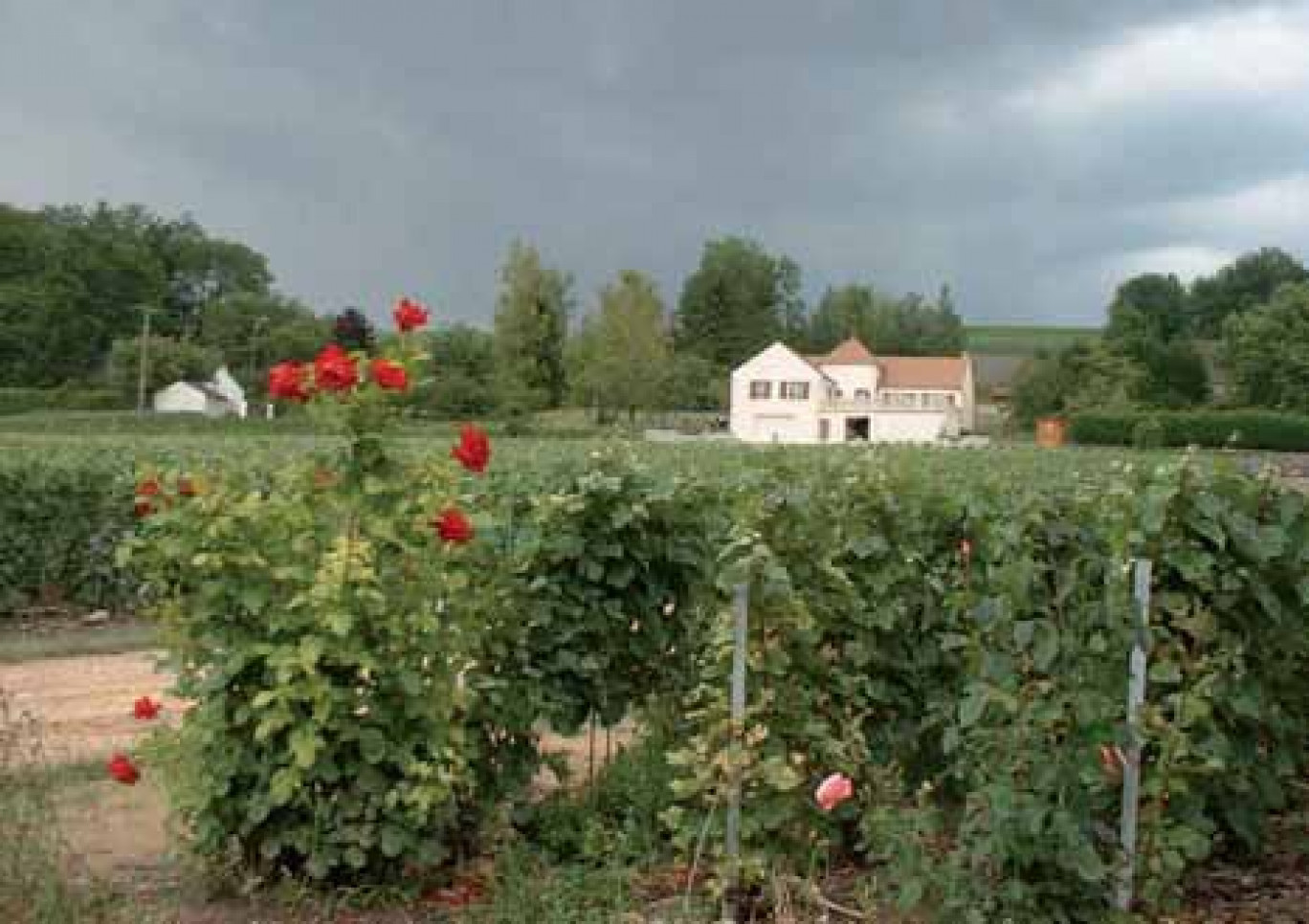 Le vignoble champenois dans l’Aisne est constitué de plus de 3 000 hectares en AOC.