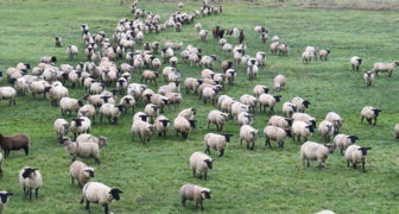 Les agneaux prés-salés de la baie de Somme pâturent 75 jours avant d’être abattus.