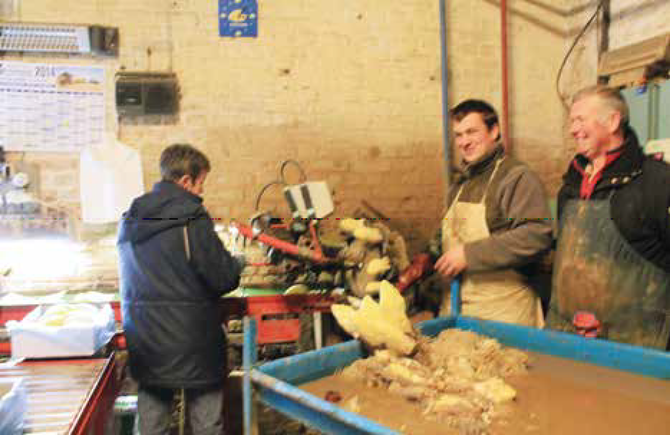 Les Valingot, père et fils, en train de séparer le légume de la racine avant la mise en carton.