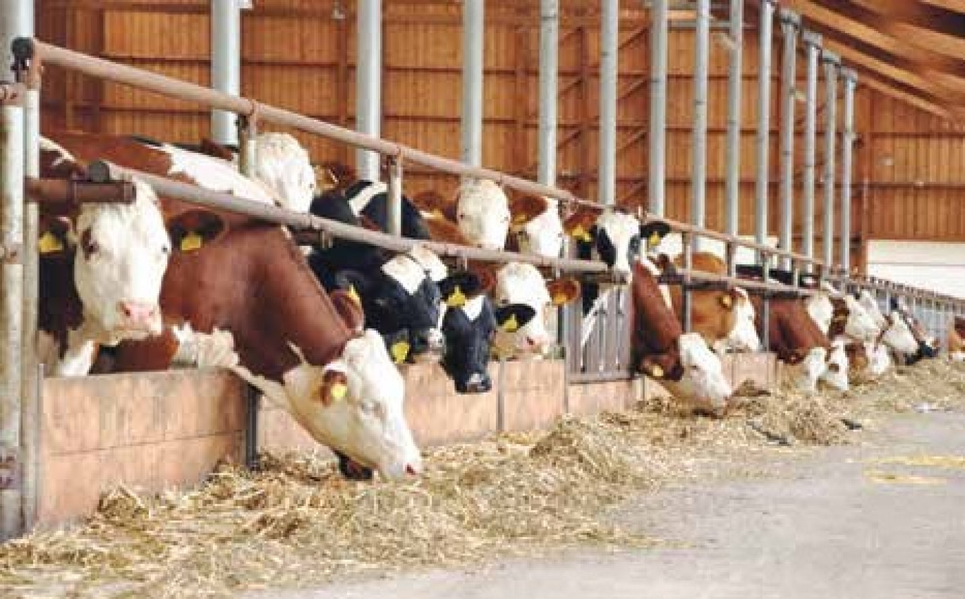 L’exploitation laitière moyenne dans le bassin comprend une cinquantaine de vaches, un nombre proche de la moyenne française.