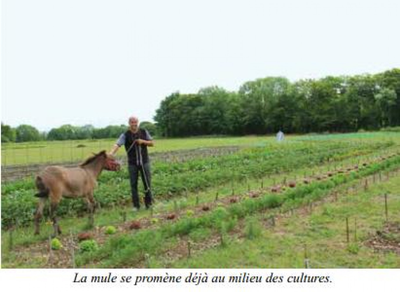 Beauvais développe l’agriculture urbaine