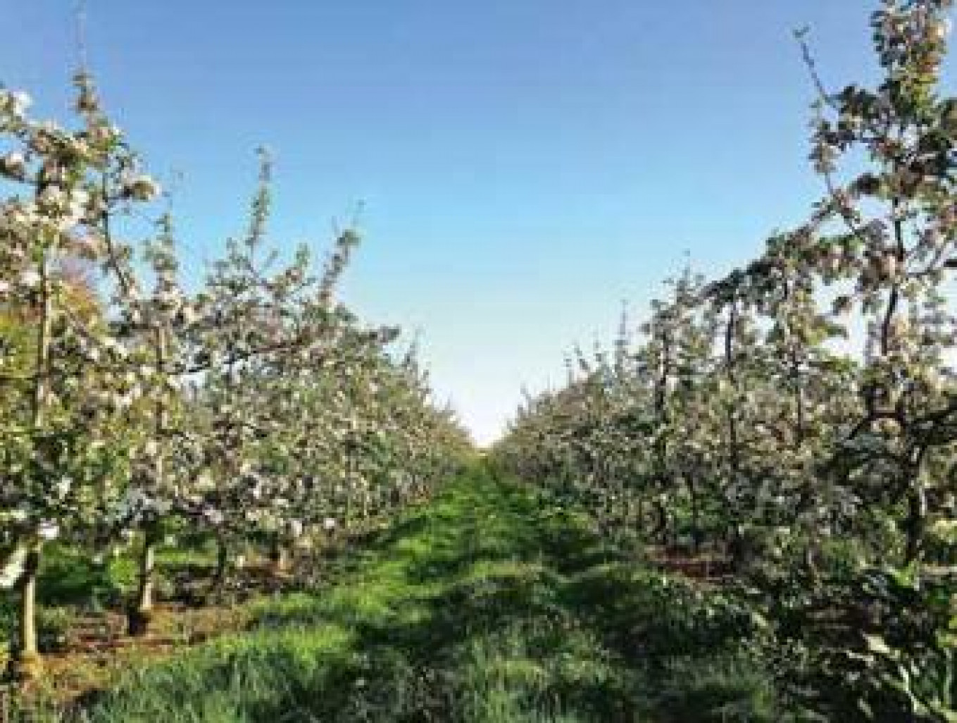 Le Verger du Colombier sera labellisé Agriculture
biologique en 2019.