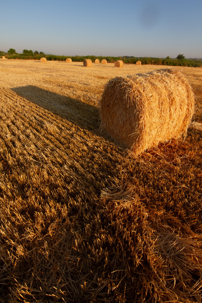 Le potentiel est grand puisque 10% de la paille de blé produite en France suffirait pour isoler toutes les constructions neuves chaque année.