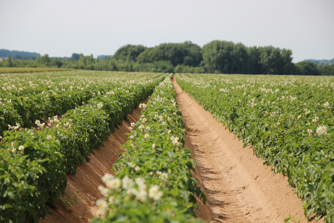 50% des pommes de terre produites en France sont destinés à la restauration (c)Aletheia Press /B.Delabre