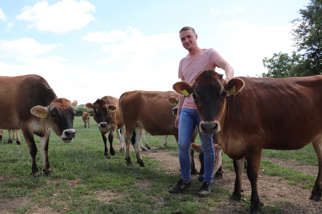 Des vaches très câlines. 