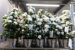 Aquarelle propose une variété de fleurs et de plantes. (c) Eloïse Le Névanic